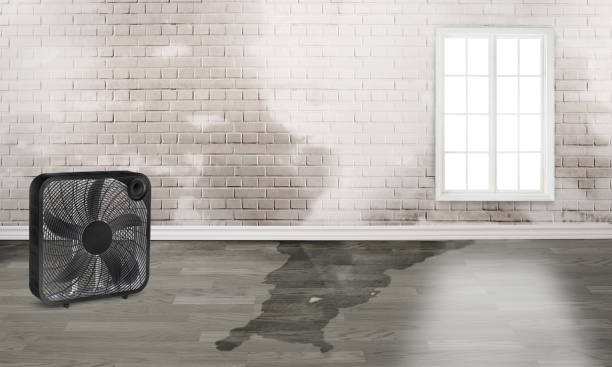 Best Local water damage restoration  in Harleigh, PA